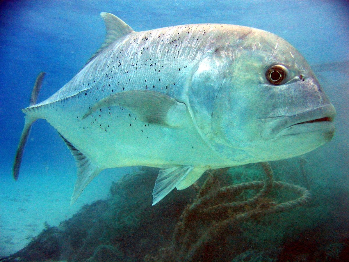 Caranx ignobilis