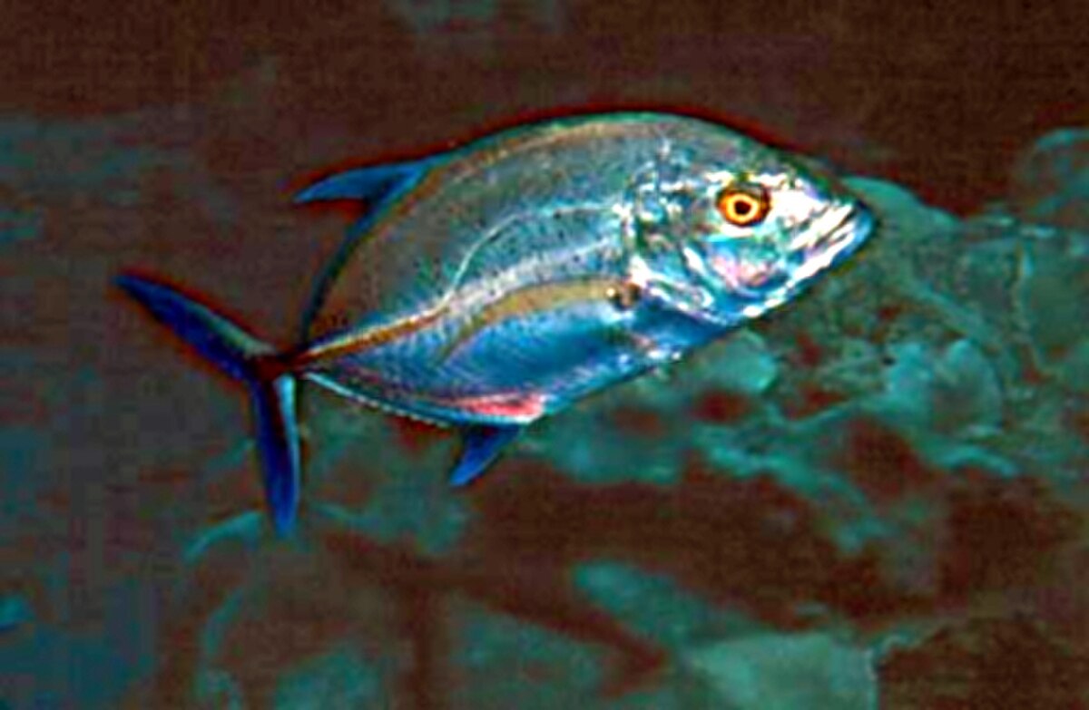 Caranx