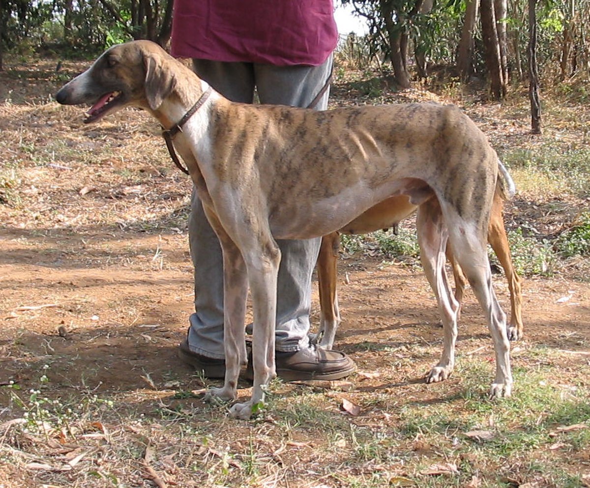 Caravan hound