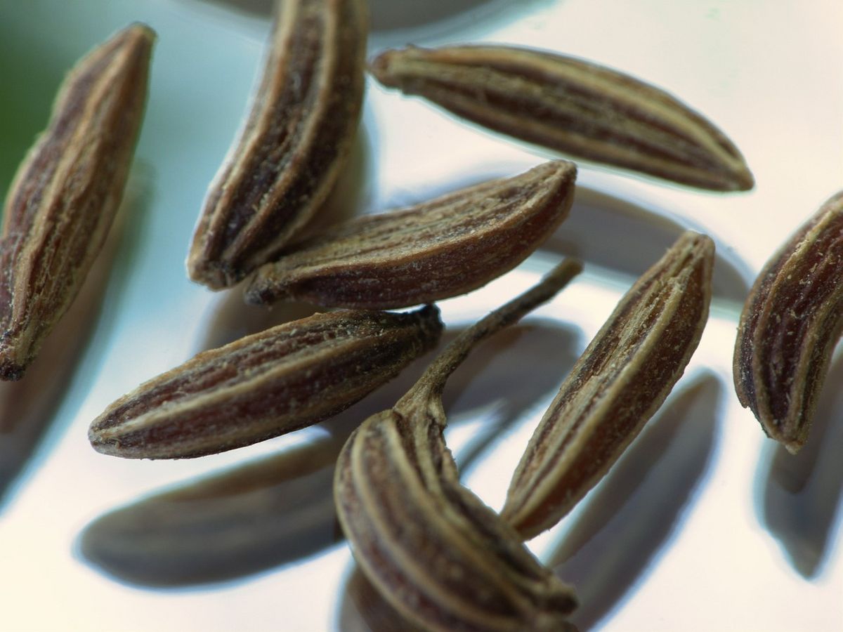Carvi