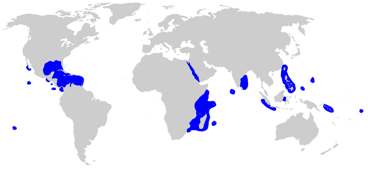 Carcharhinus albimarginatus