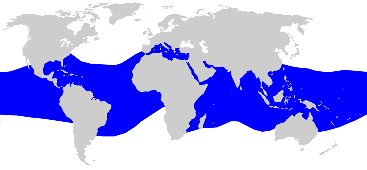 Carcharhinus falciformis