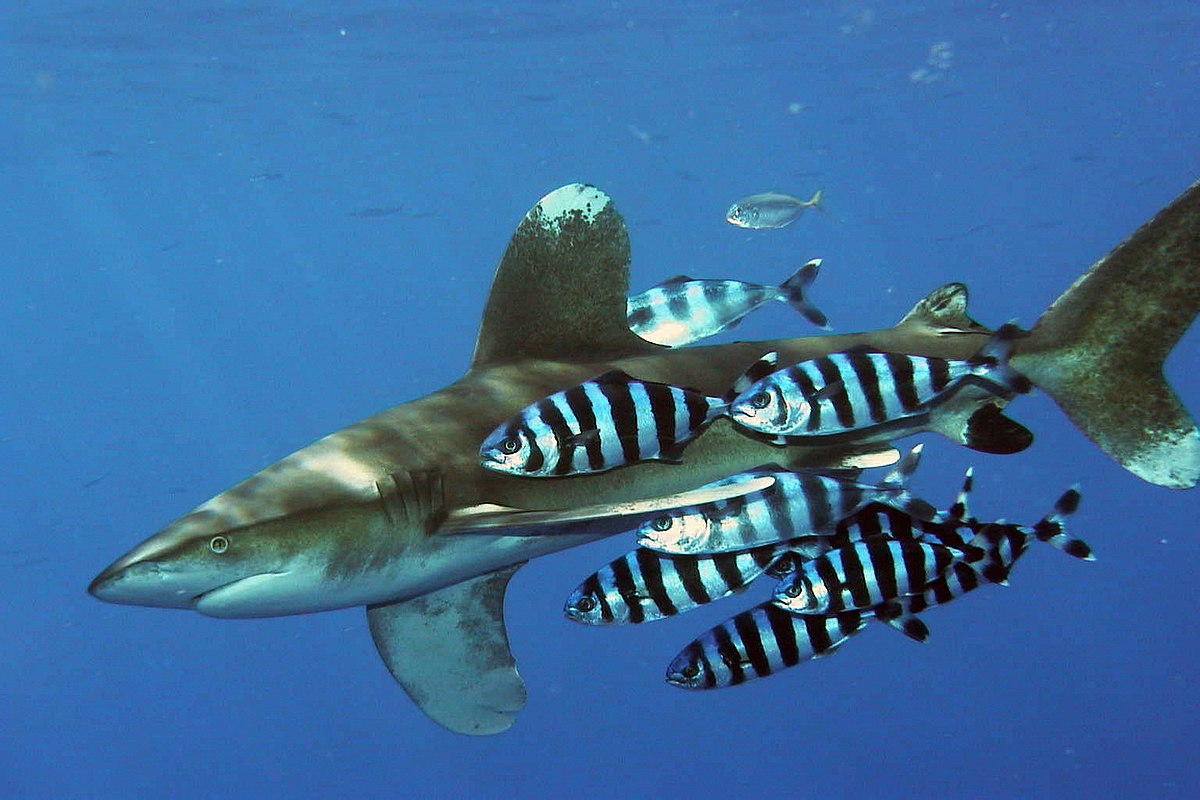Poisson-pilote