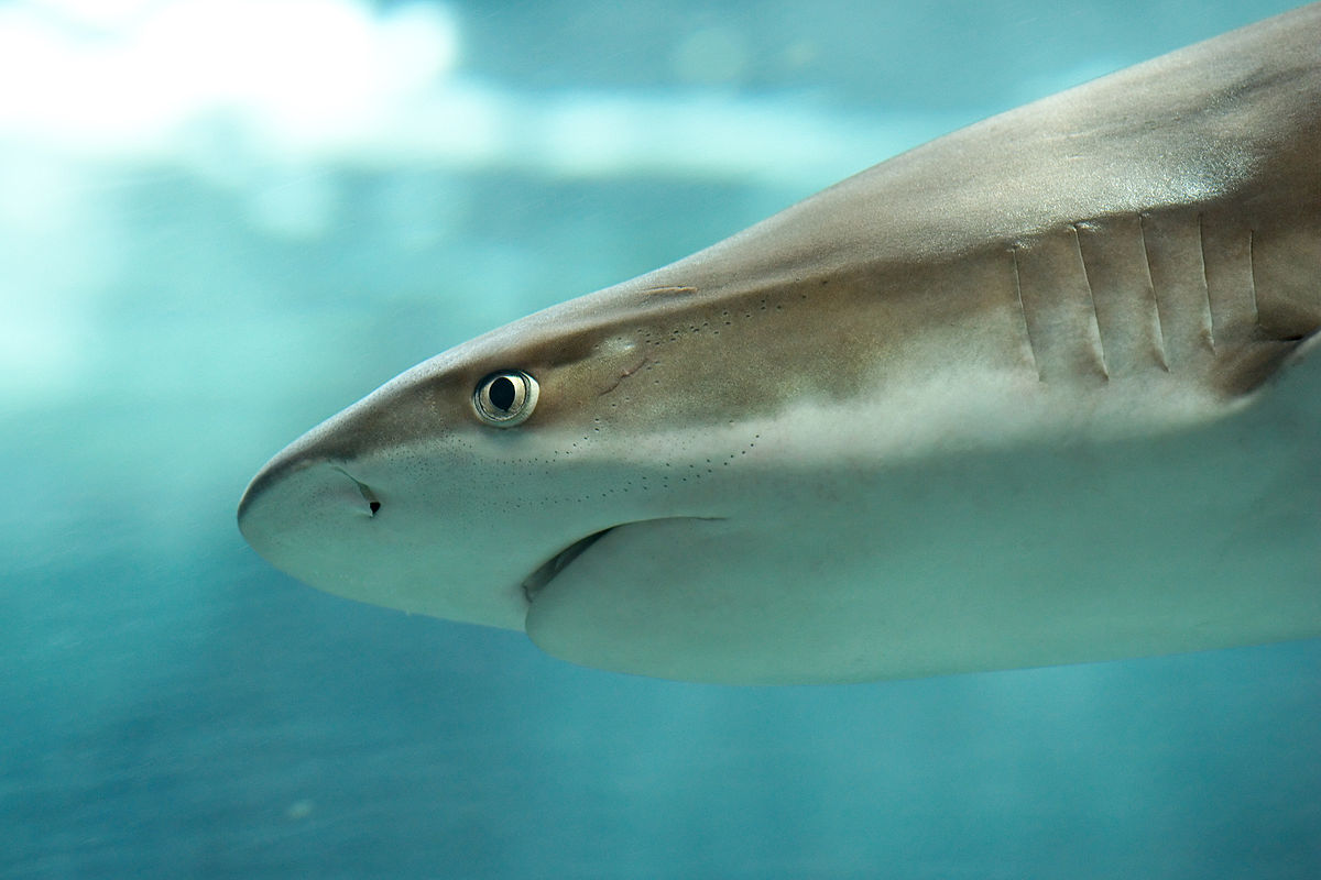 Requin à pointes noires