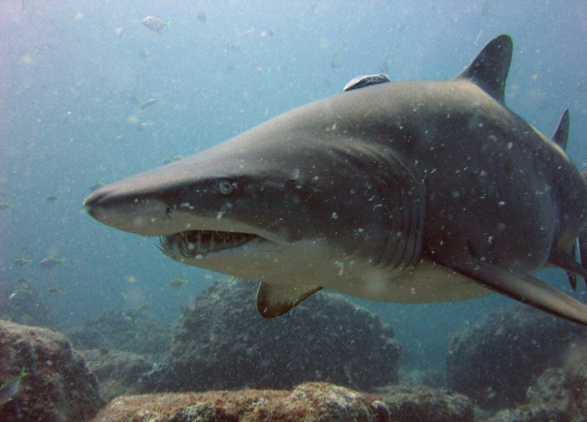 Carcharias taurus