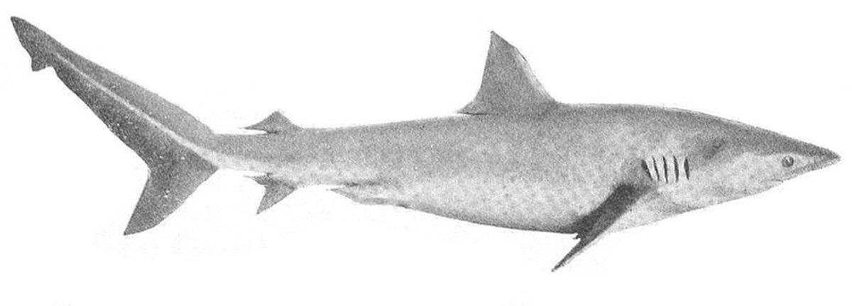 Requin cuivre