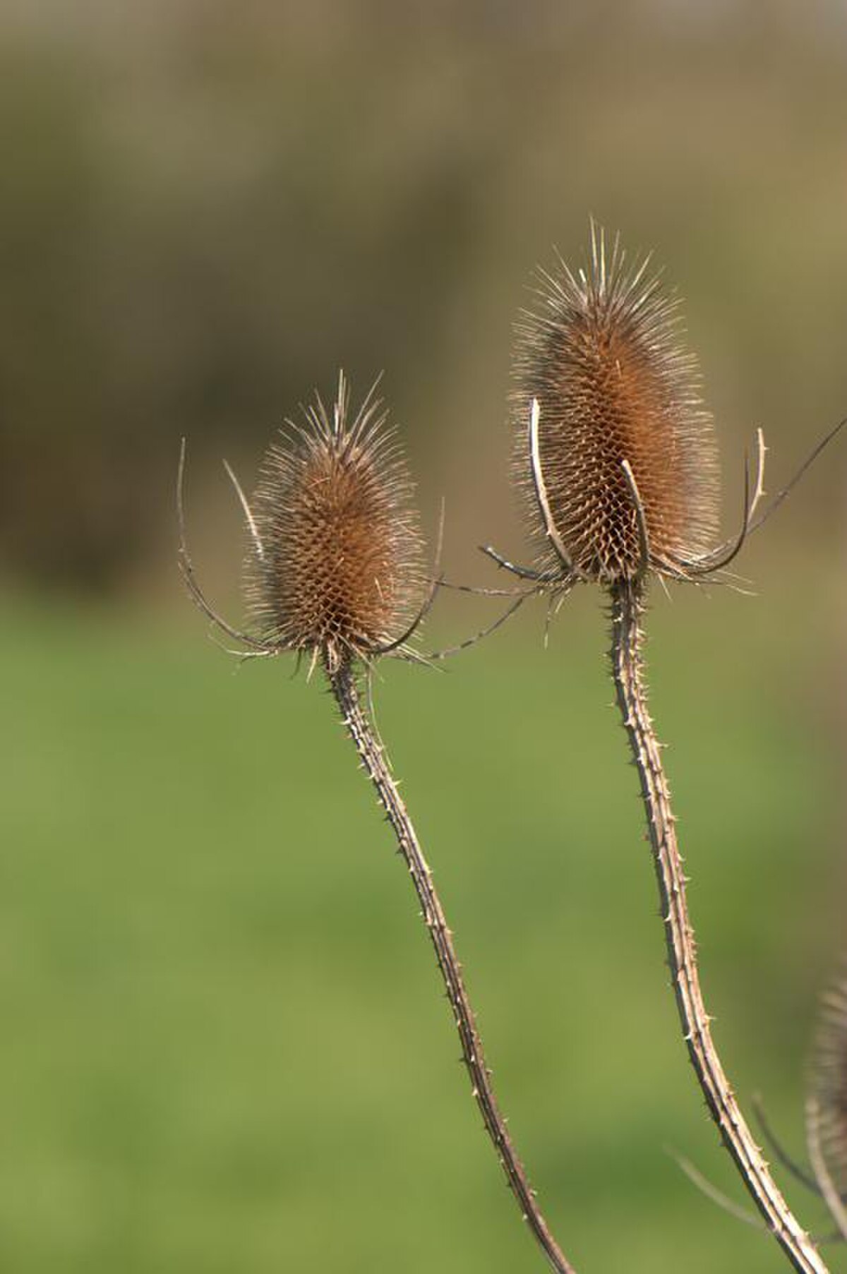 Cardere sauvage-HAYE Sylvain.jpg