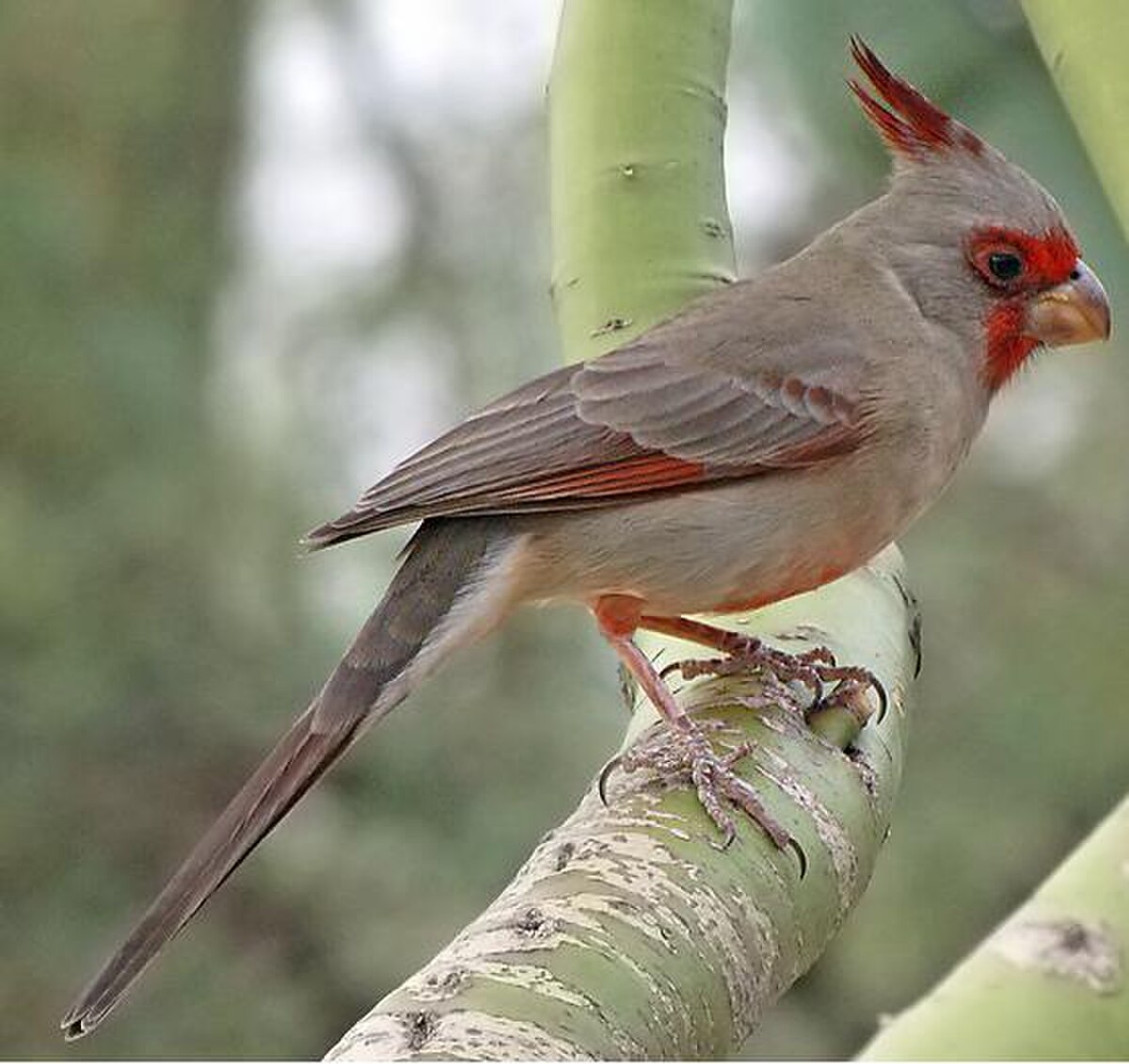 Cardinal pyrrhuloxia