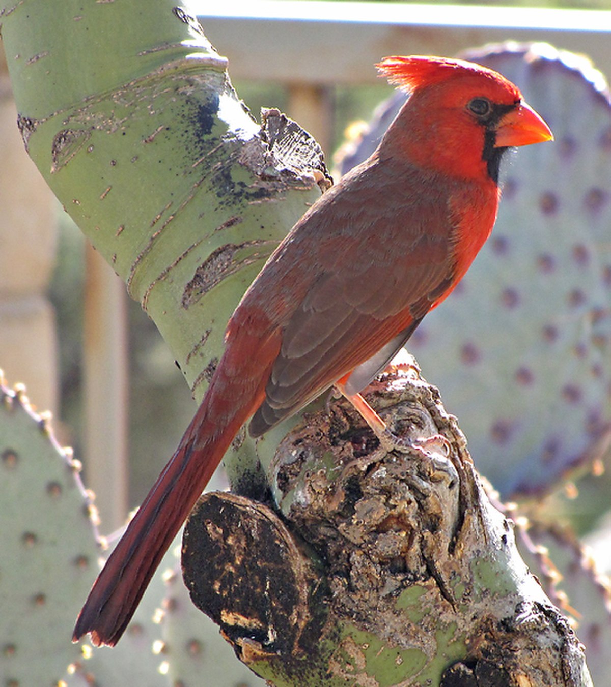 Cardinal rouge