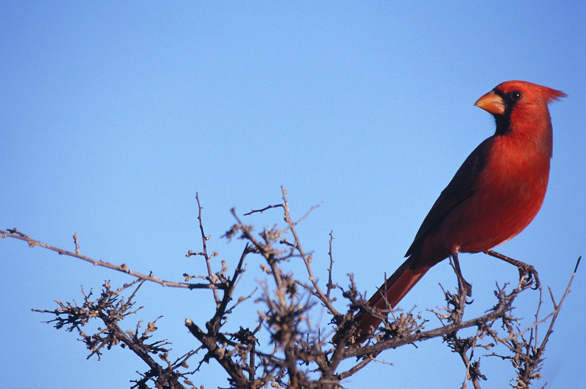 Cardinalidae
