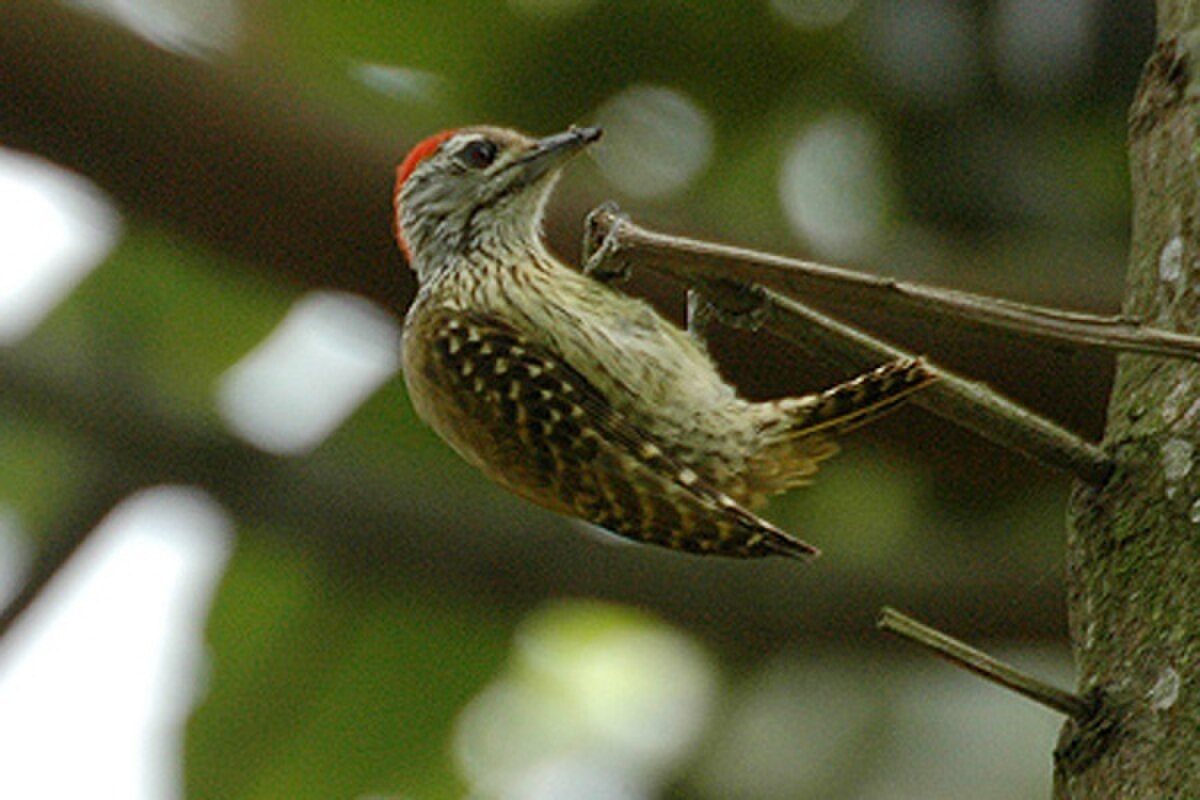 Pic cardinal