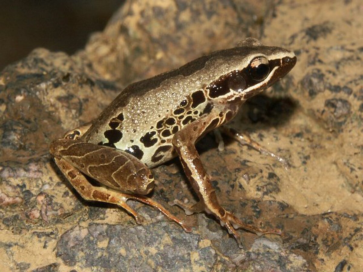 Cardioglossa leucomystax