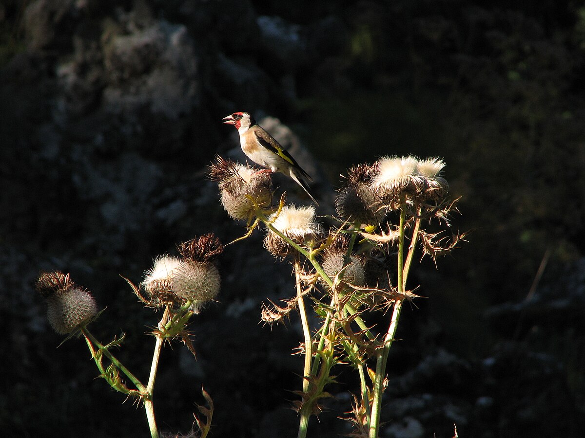 Carduelis-carduelis-European-Goldfinch-0a.jpg
