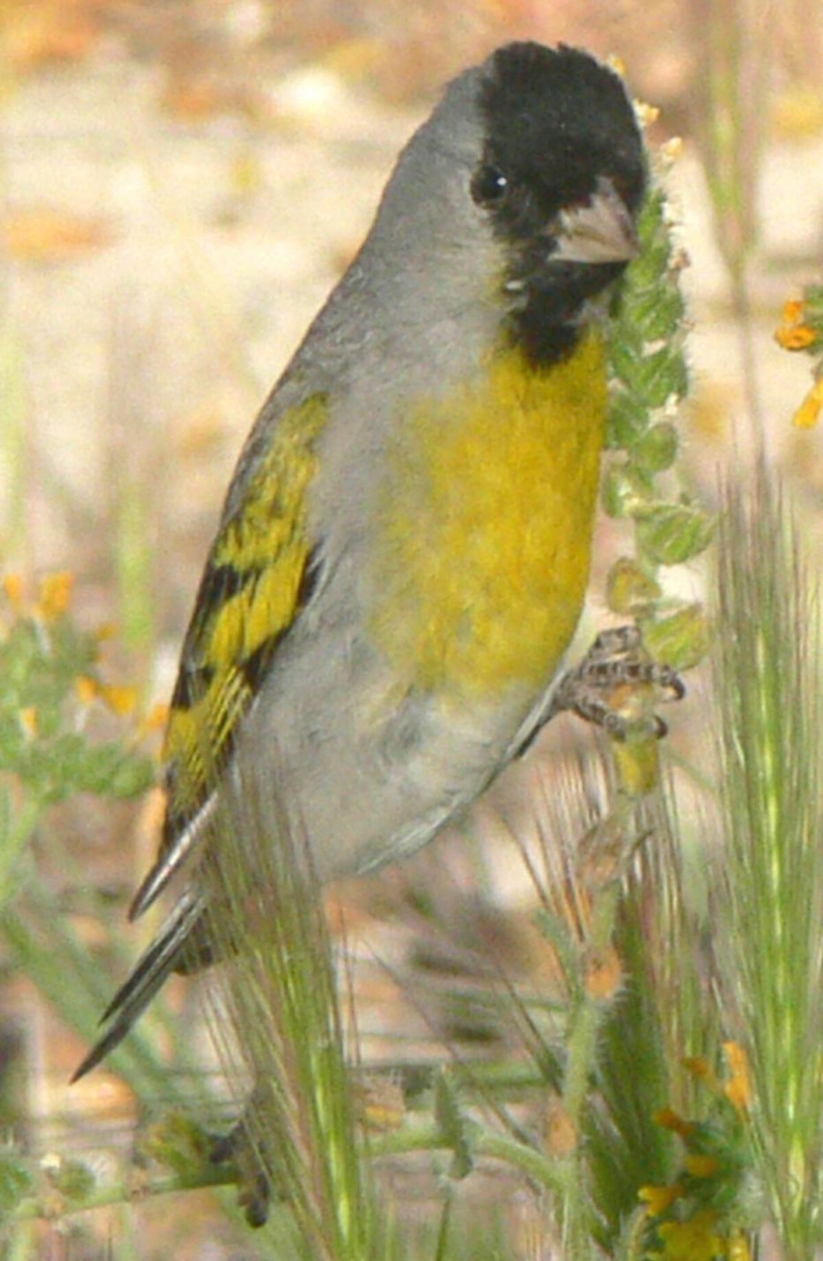 Carduelis lawrencei mâle