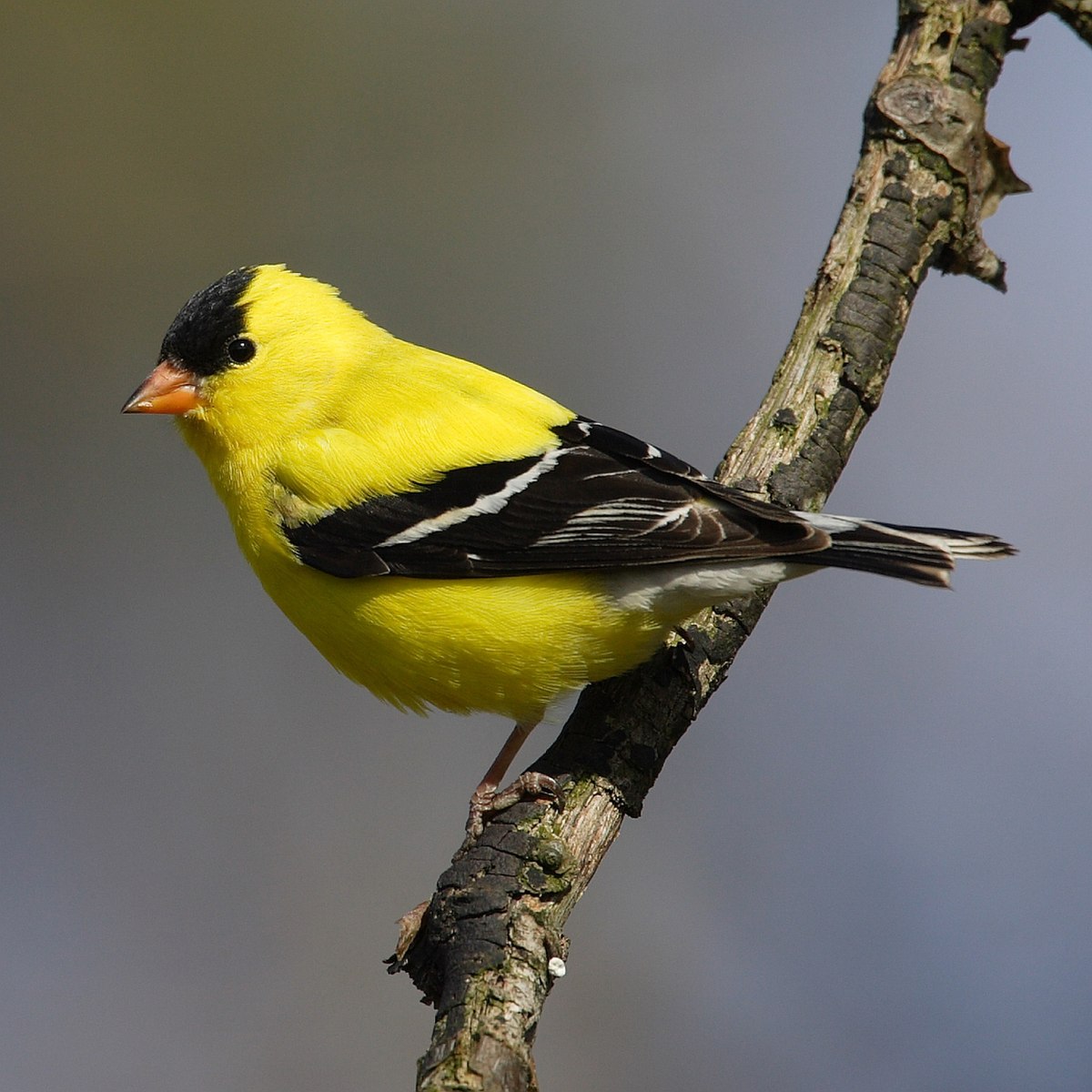 Chardonneret