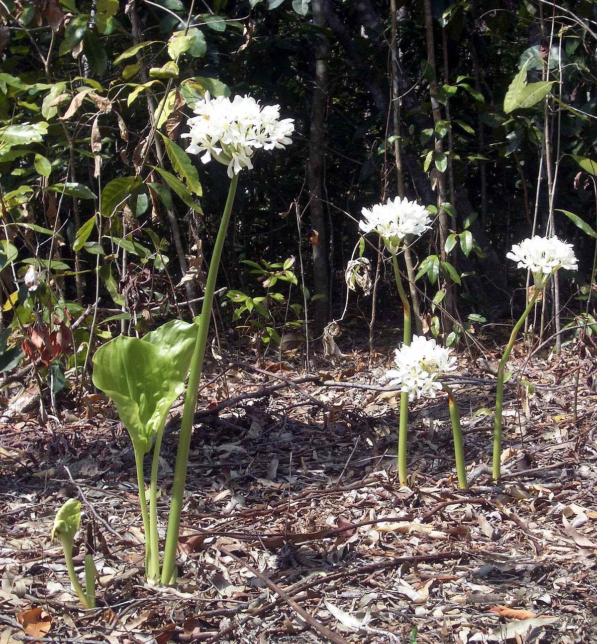 Proiphys ambionensis