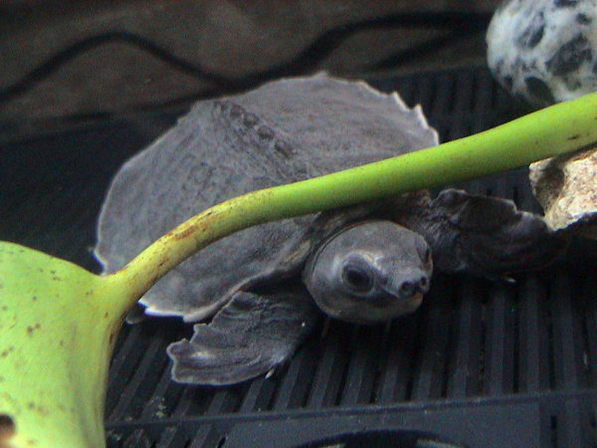 Tortue à nez de cochon