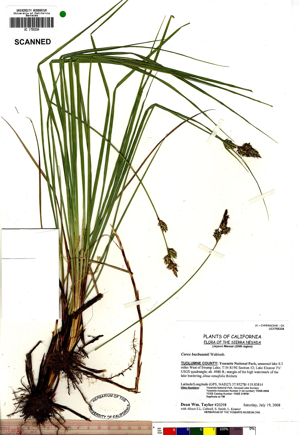 Carex buxbaumii UC1755334.jpg