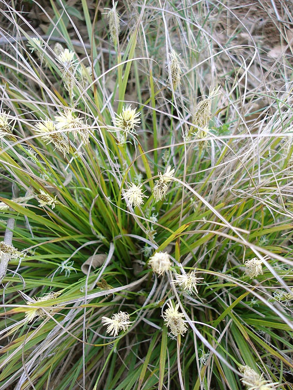 Carex