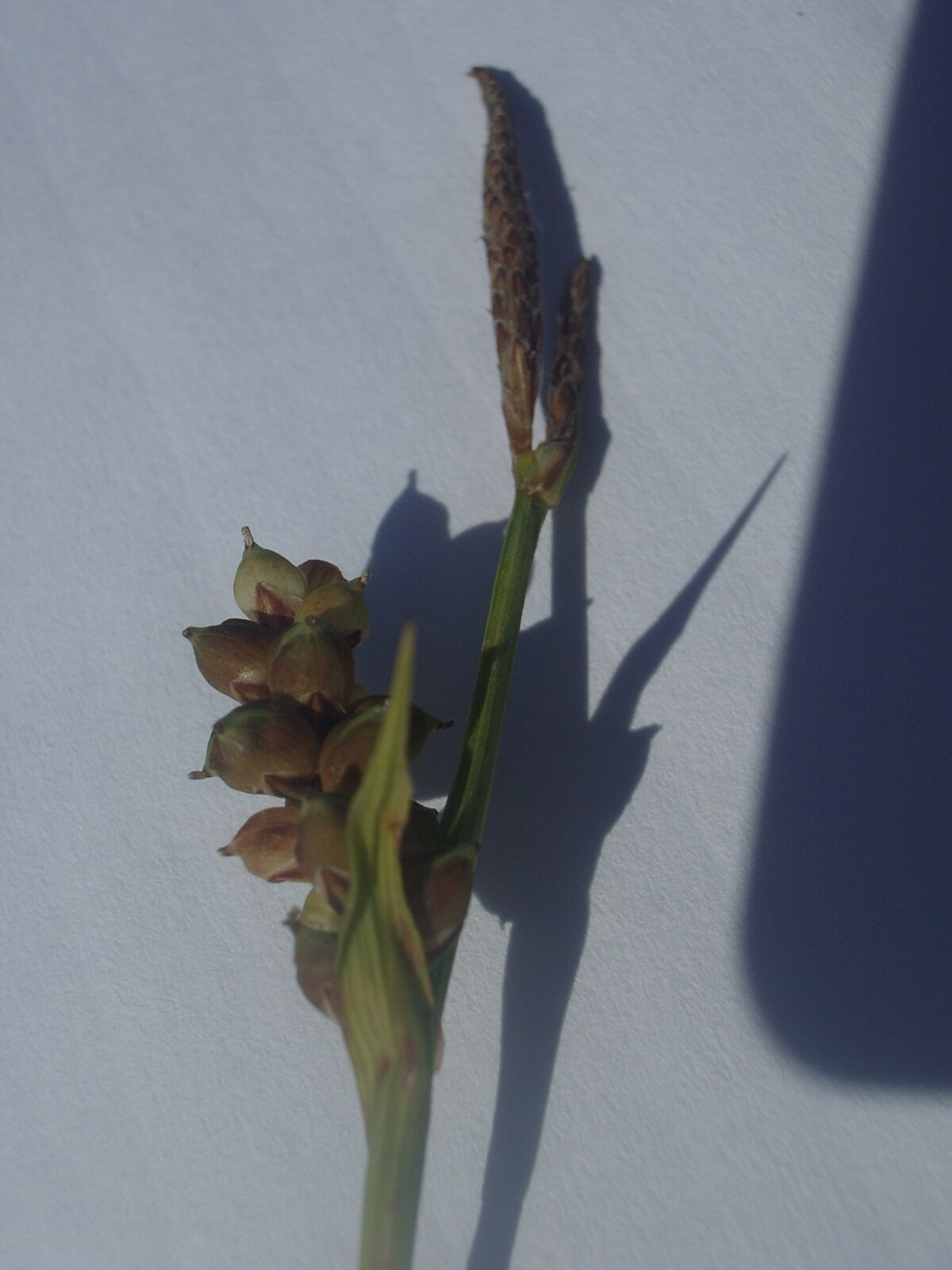 Carex panicea