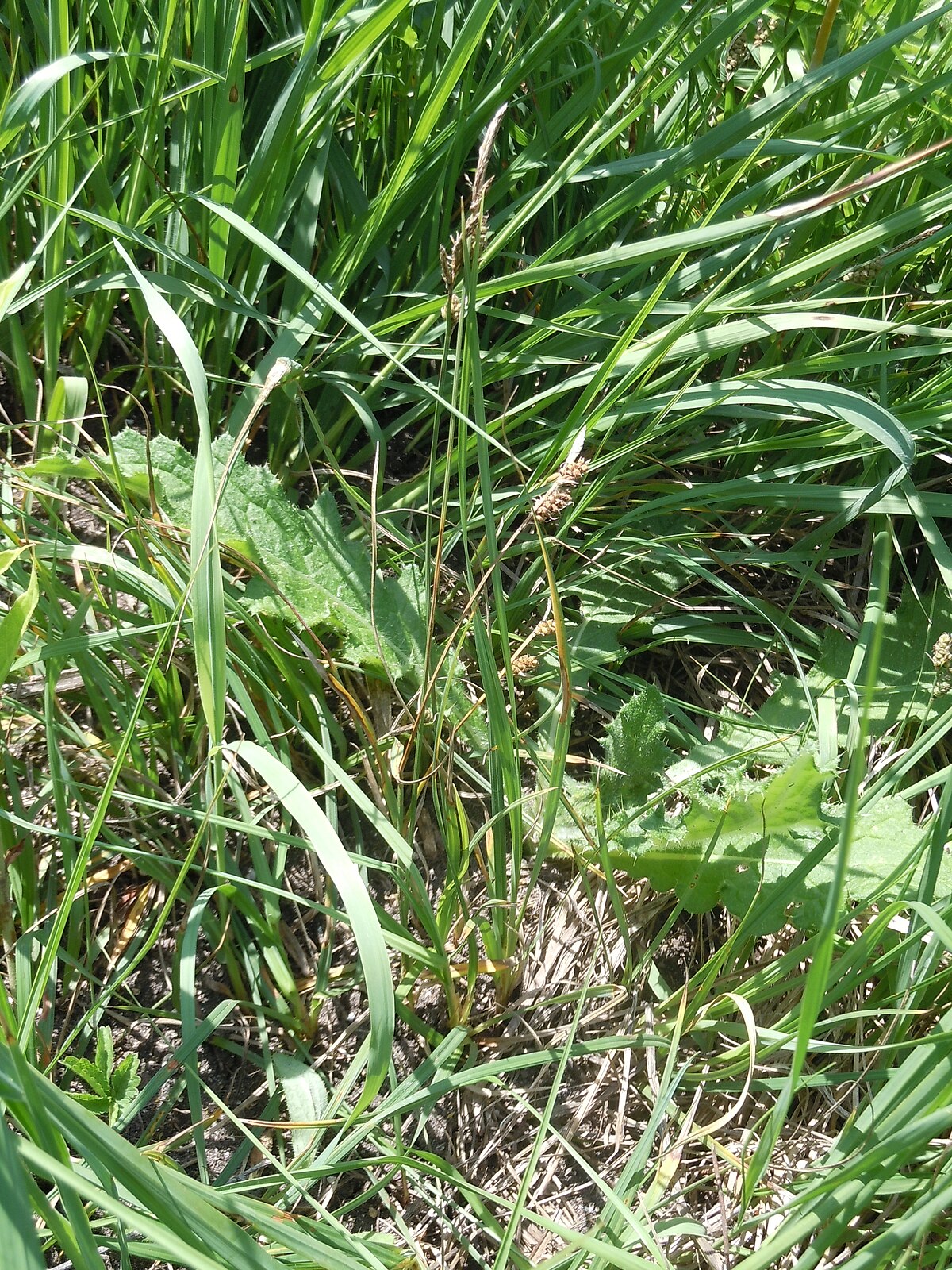 Carex tomentosa