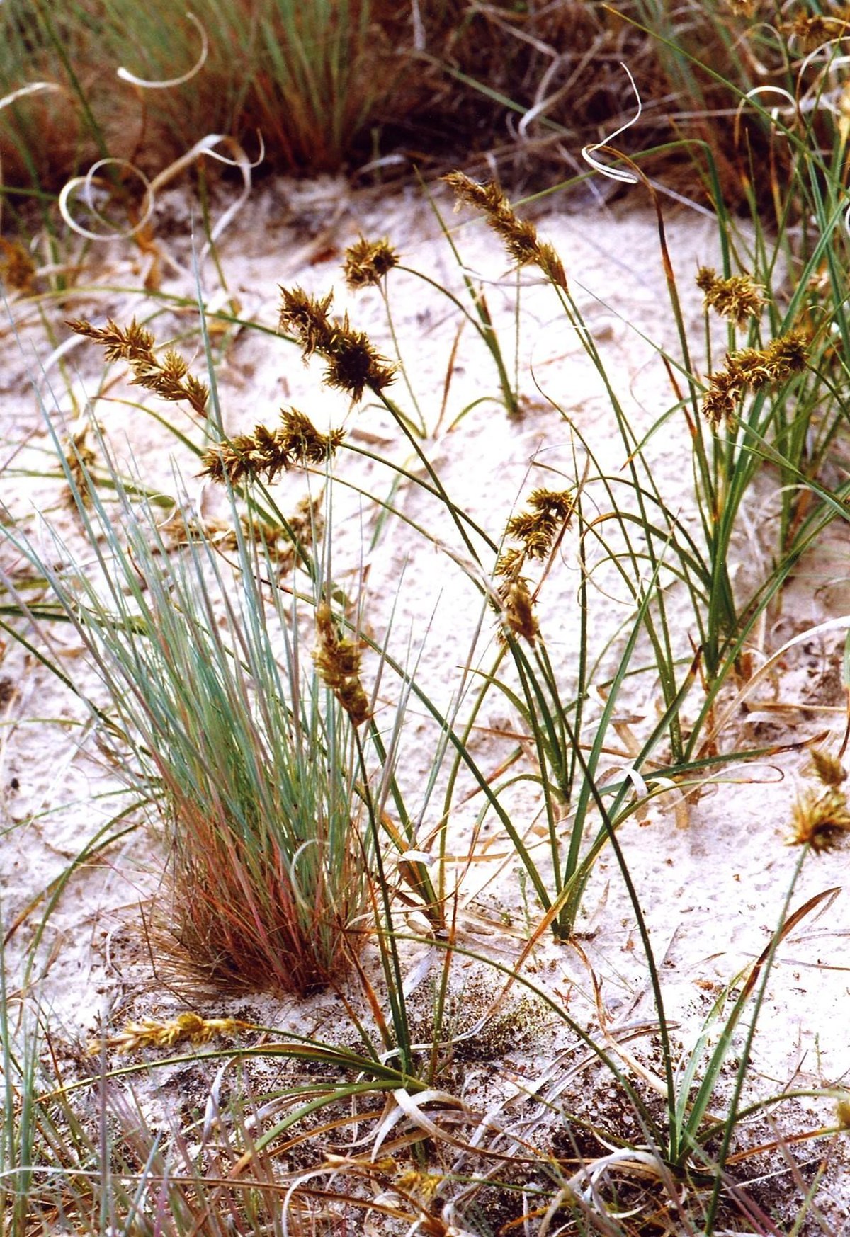 Laîche des sables