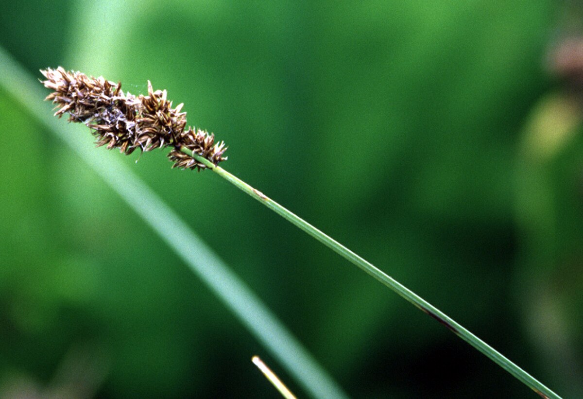Carex cusickii