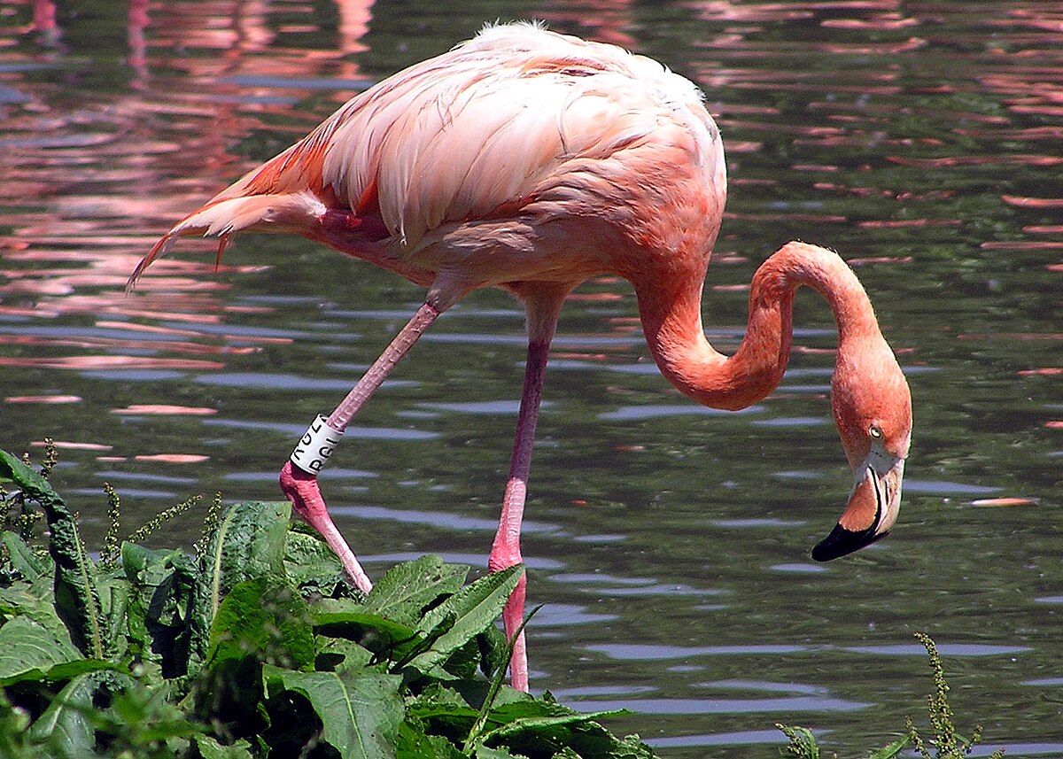 Flamant des Caraïbes
