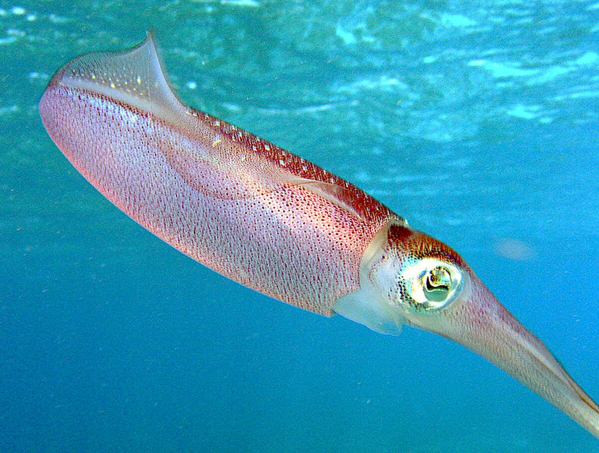 Eumollusca
