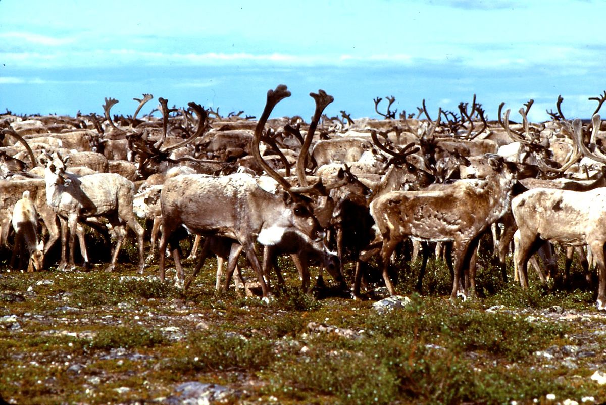 Caribou de la toundra