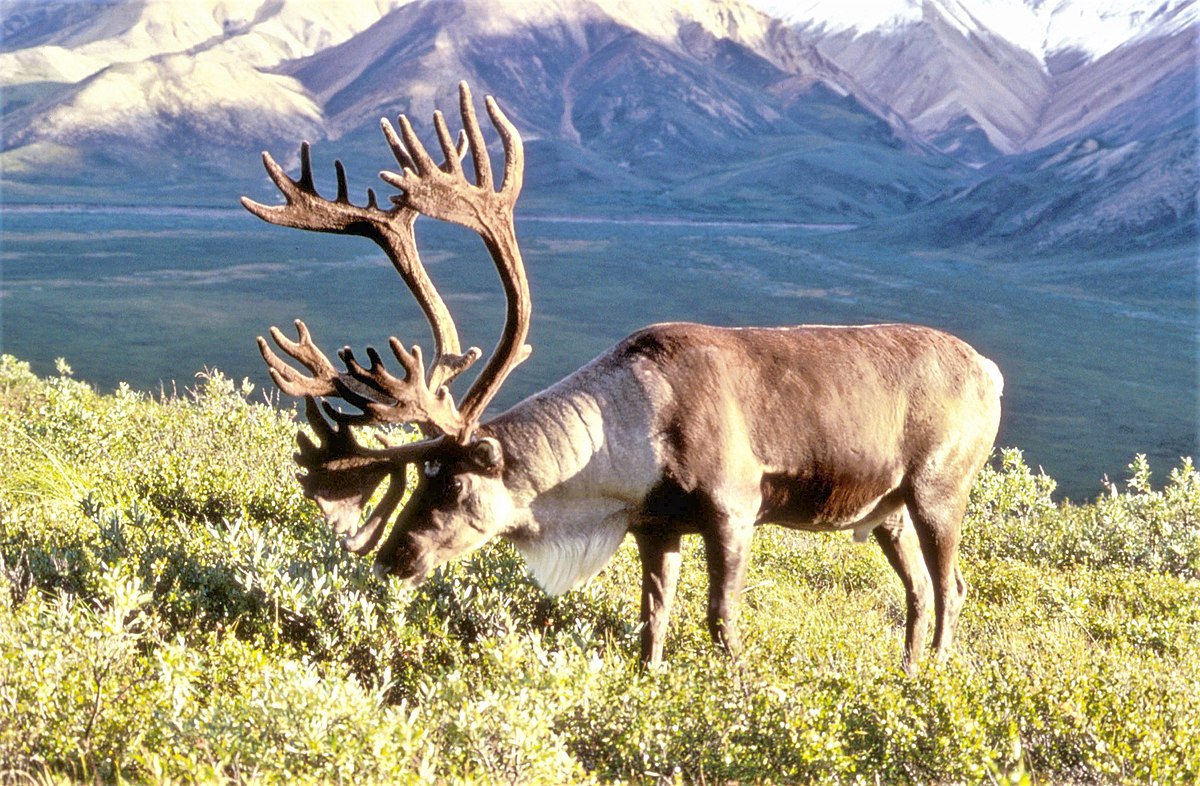 Caribou des bois