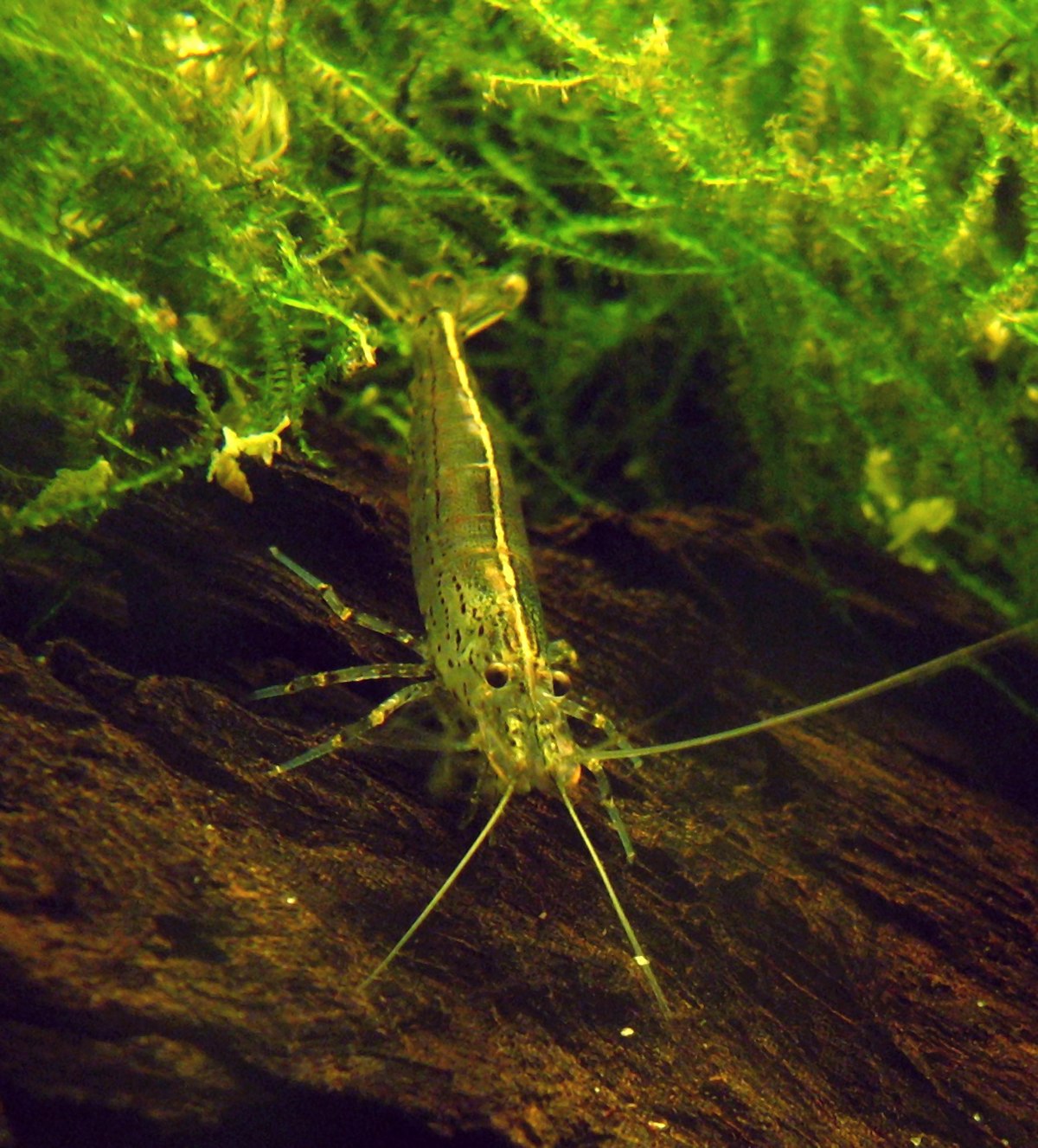 Caridina