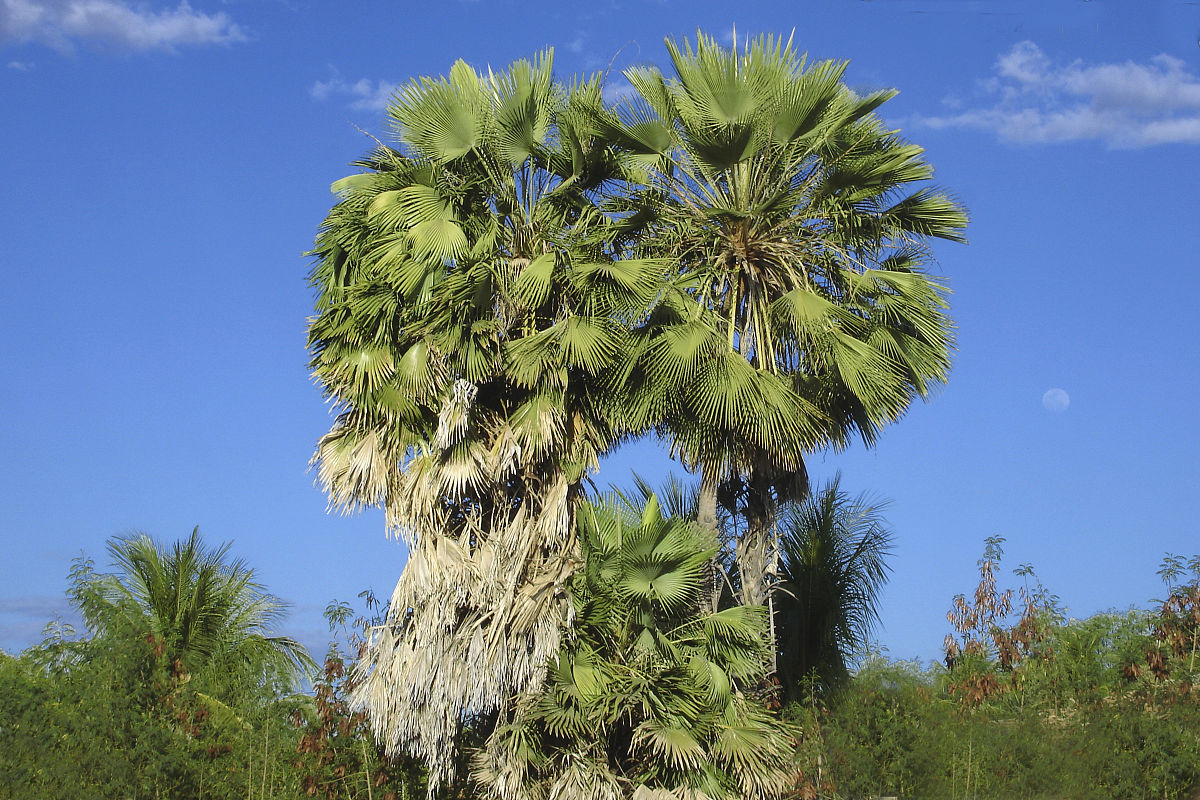 Cire de carnauba
