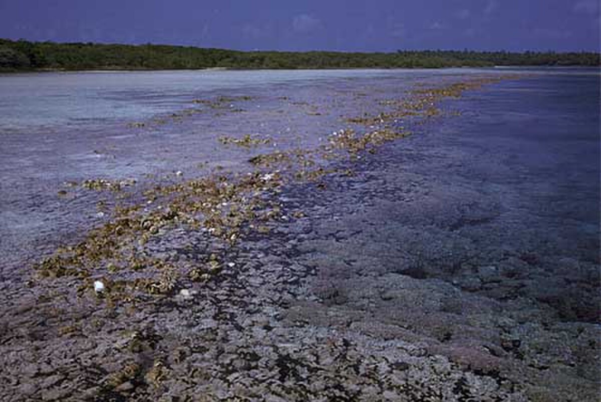 CarolinePic-Kepler-Tridacna.jpg