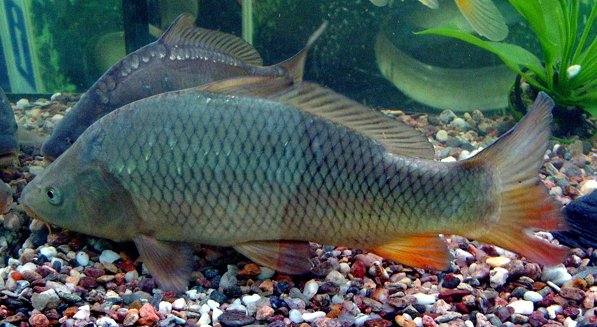 Carp (Cyprinus carpio) in aquarium.JPG