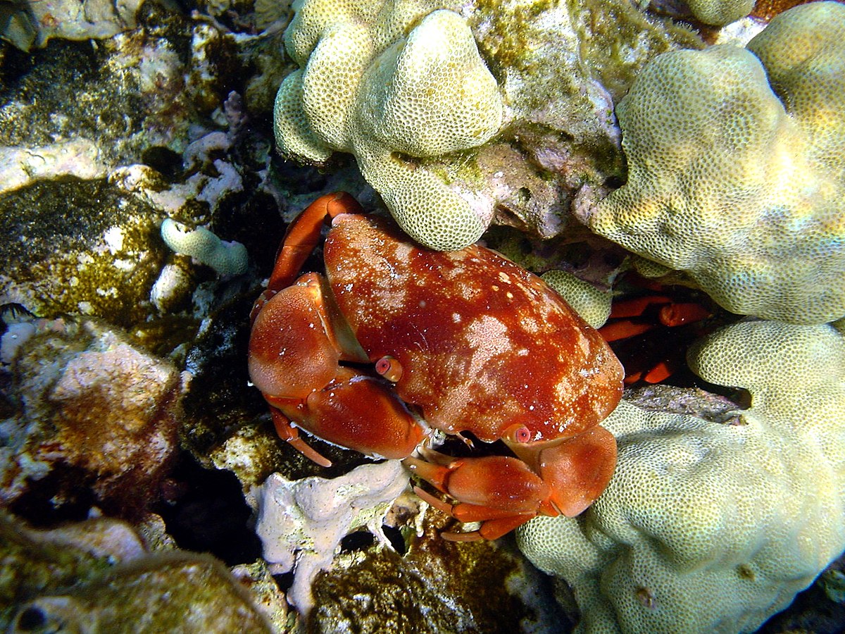 Carpiliidae