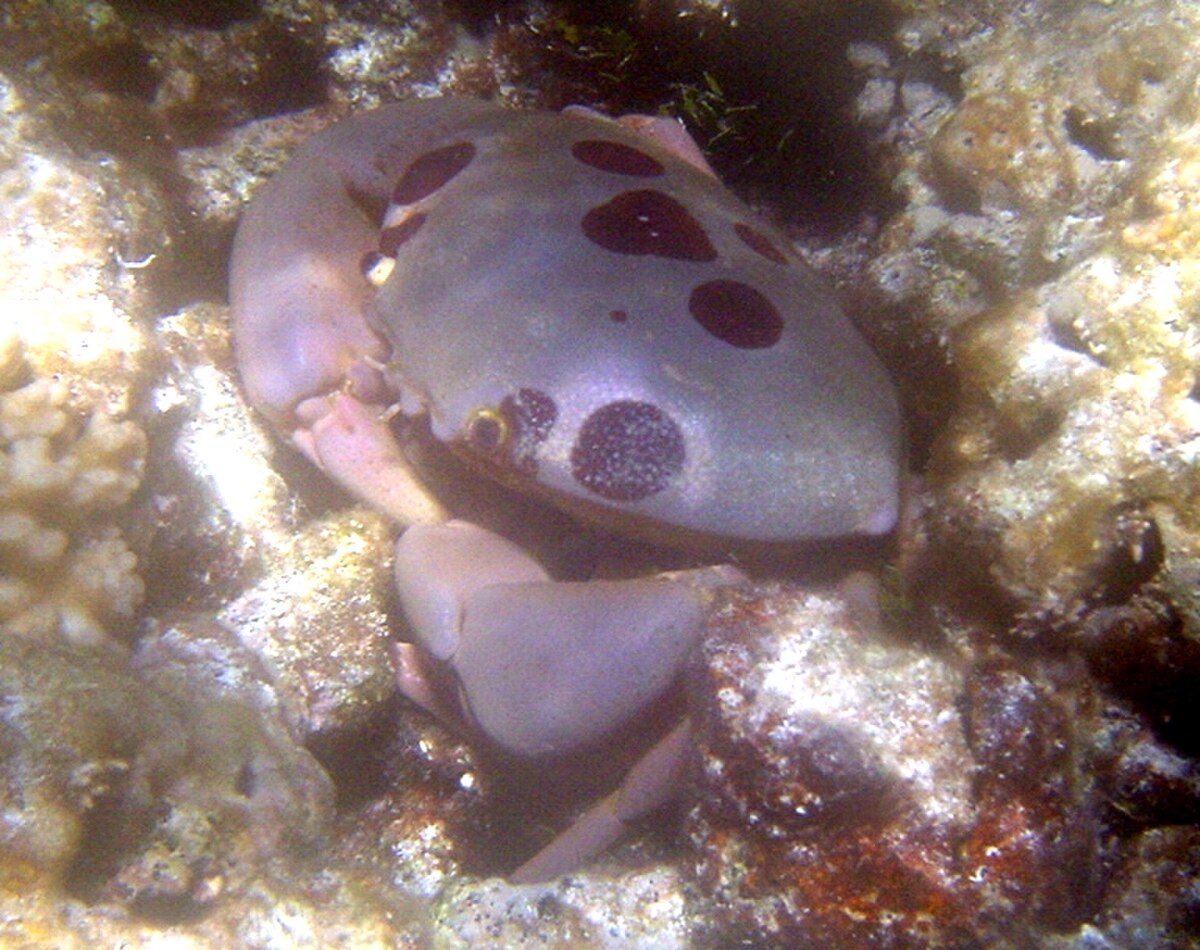 Carpilius maculatus