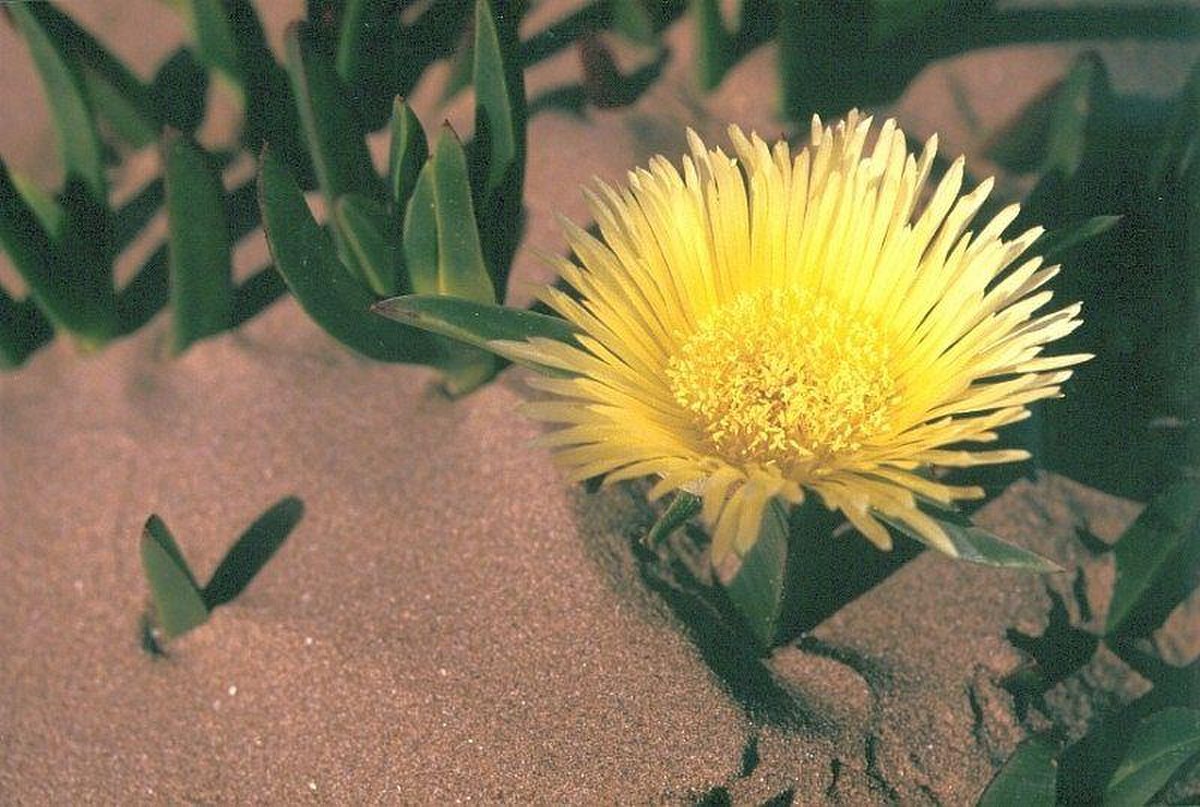 Carpobrotus