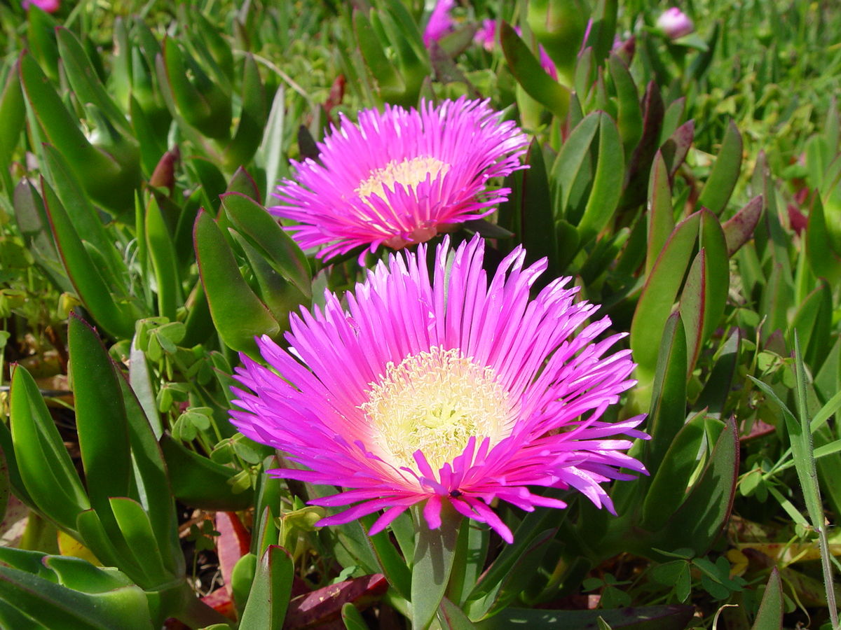 Aizoaceae