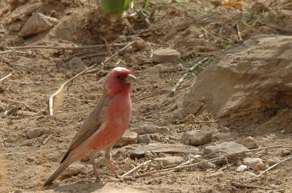 Carpodacus