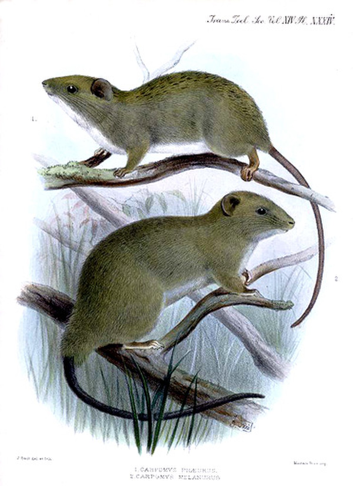 Carpomys