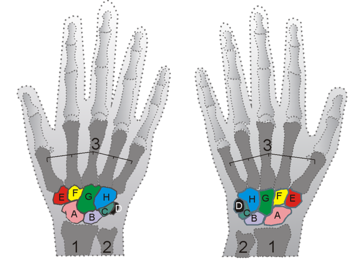 Chiropratique
