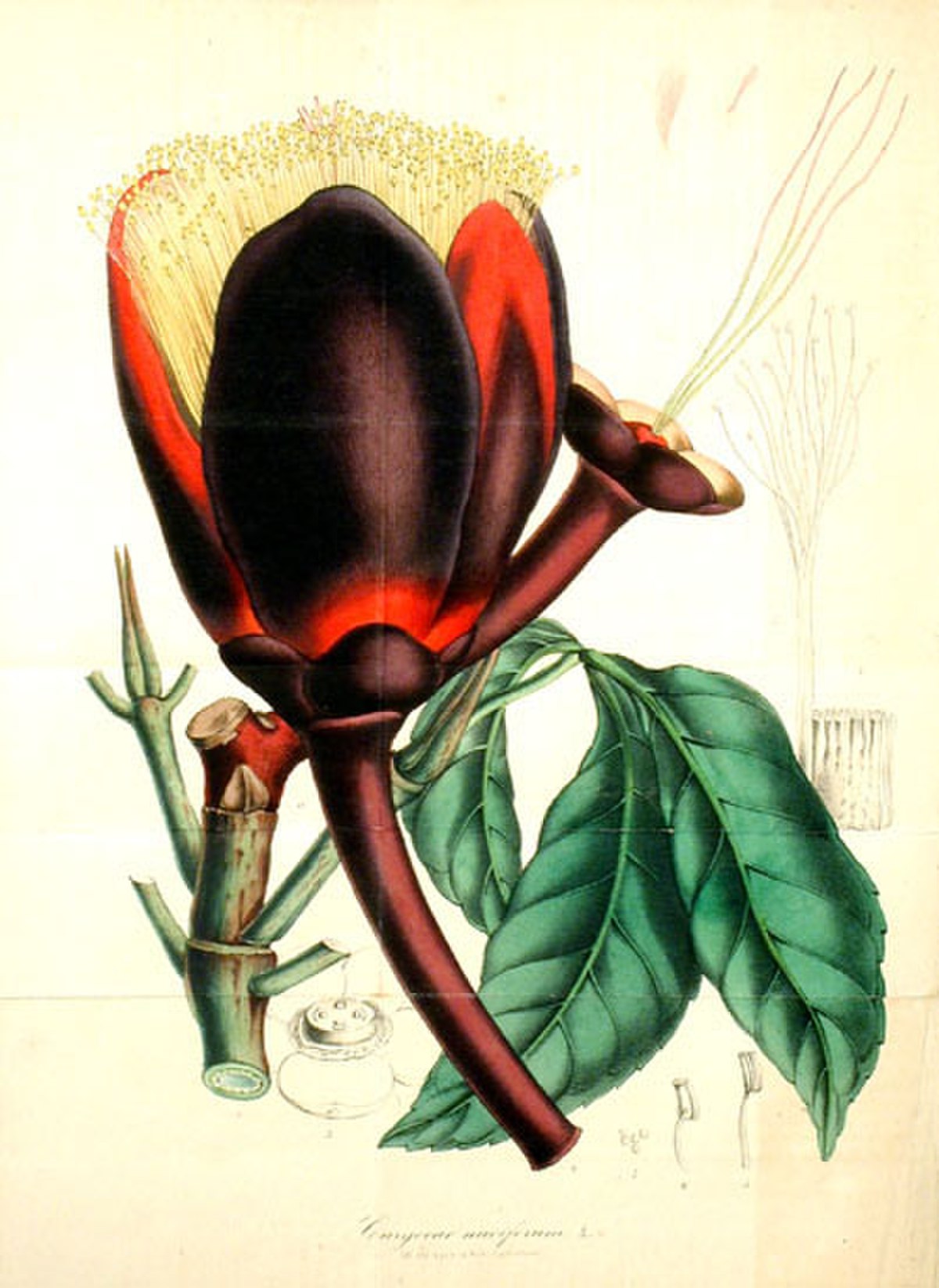 Caryocaraceae