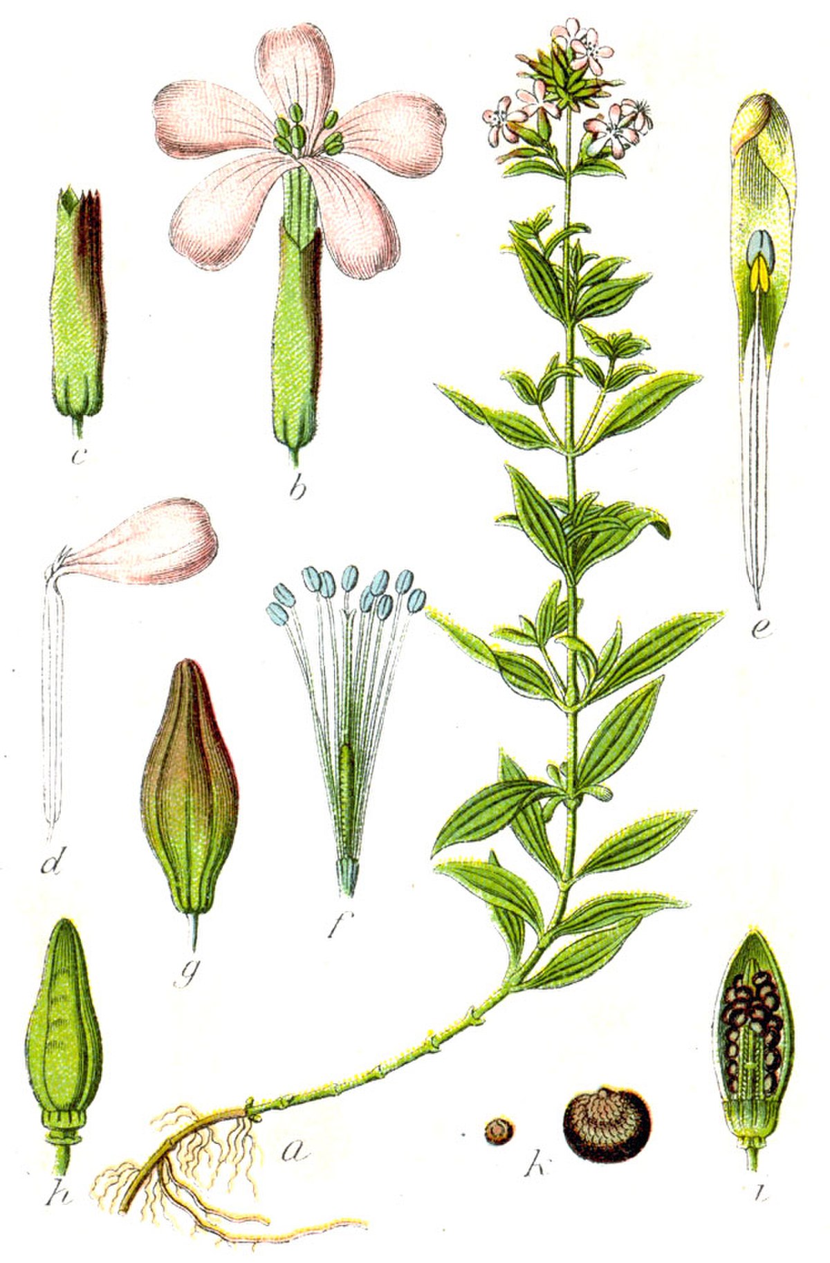 Saponaire officinale