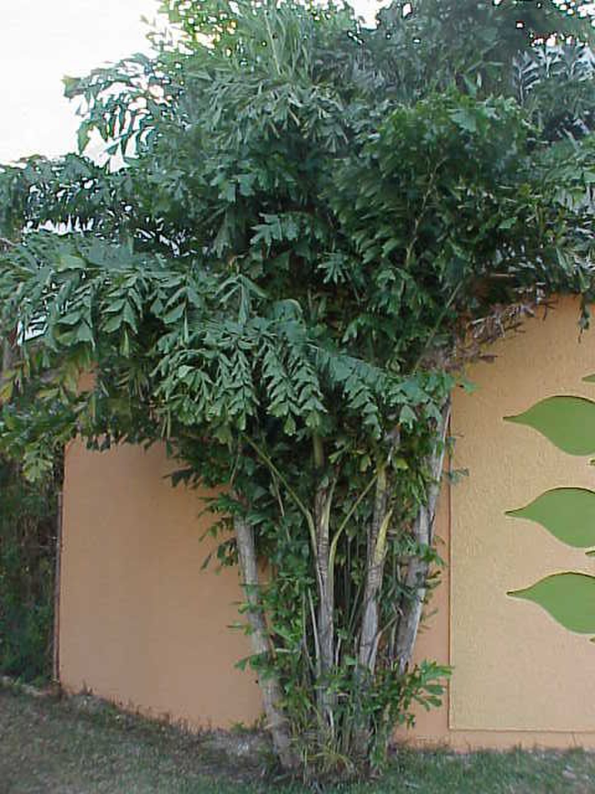 Caryota