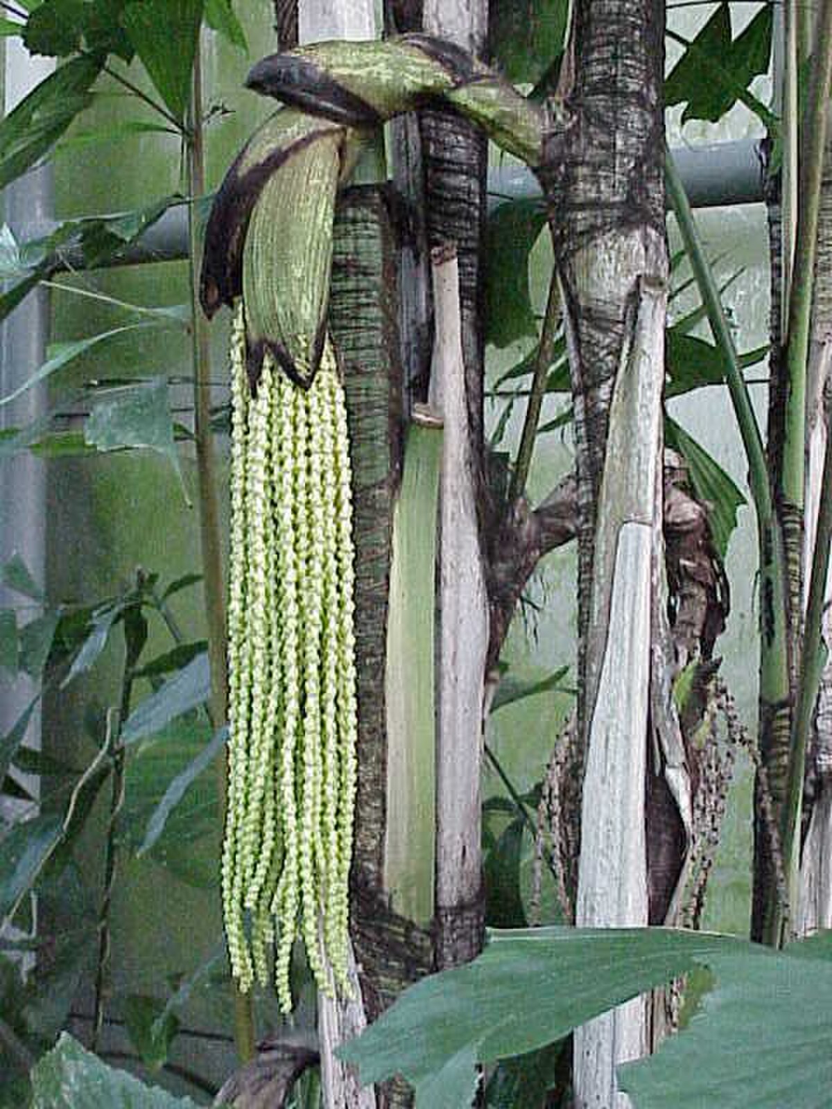 Inflorescence de Caryota mitis