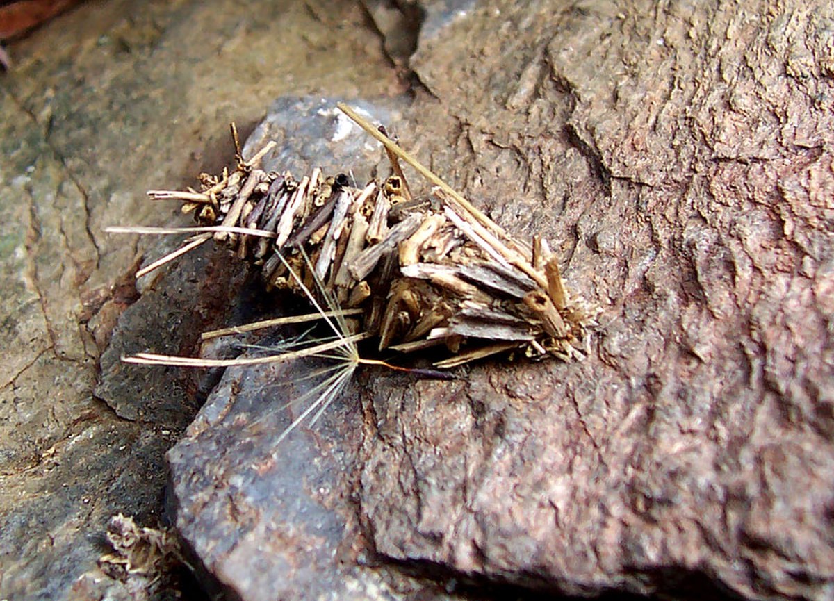 Psychidae