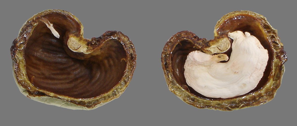 Noix de cajou