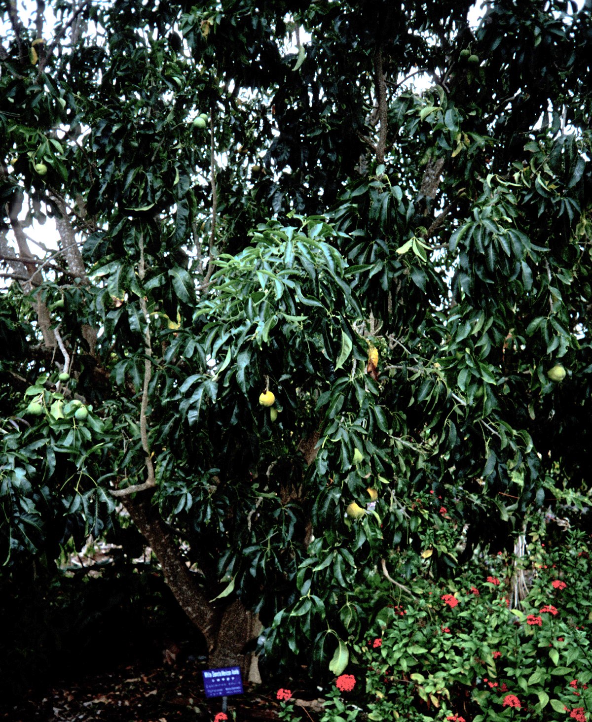 Sapote blanche