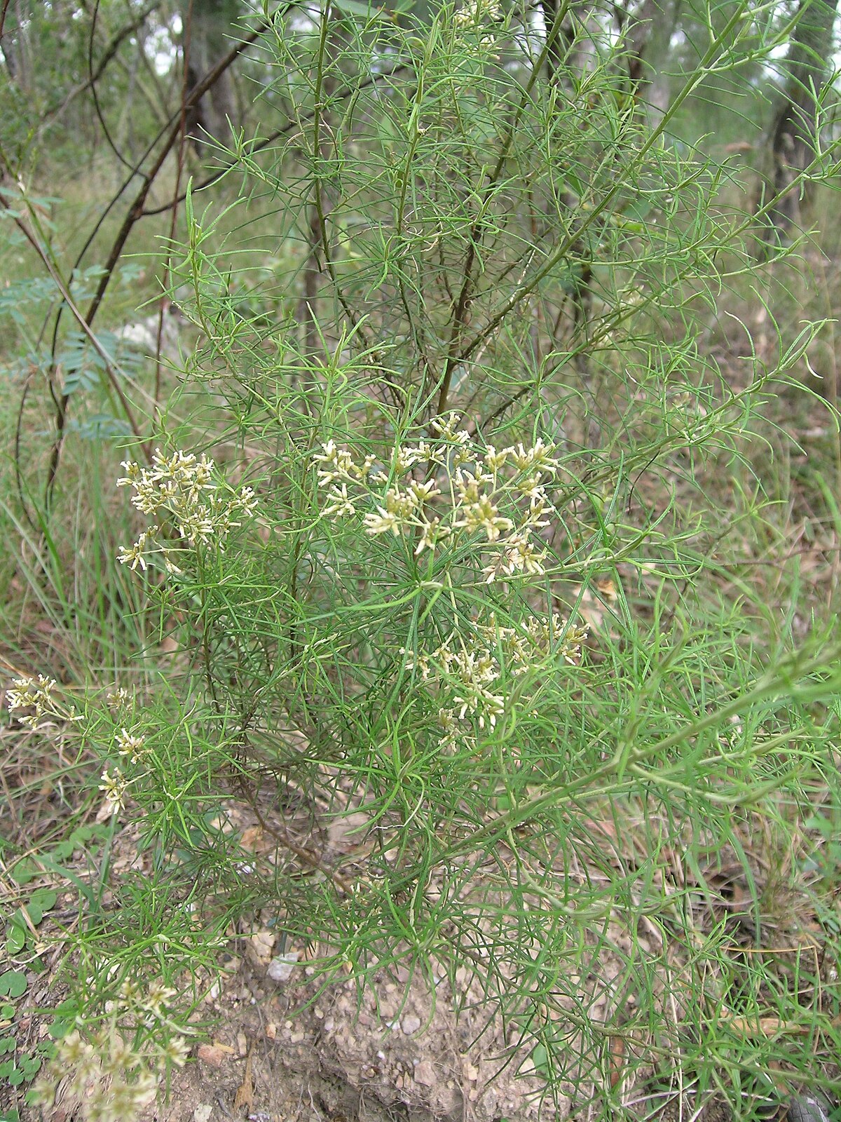 Cassinia